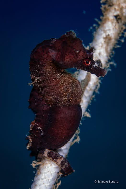 Mediterranean Seahorse