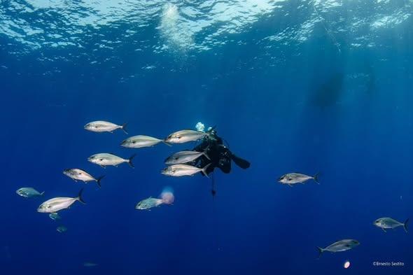 Diver with Horse Mackerel