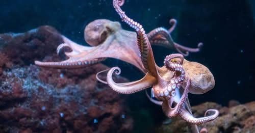 Common Octopus