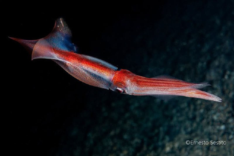 European Squid