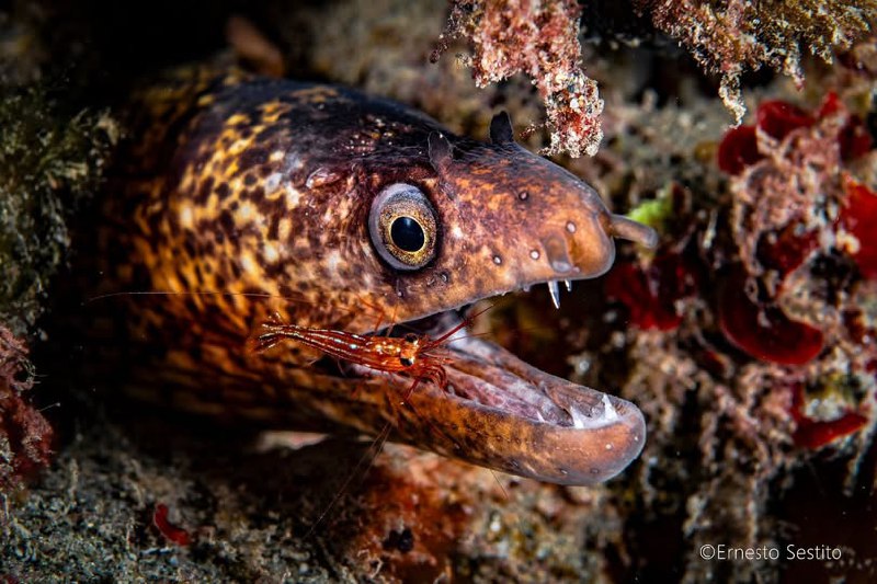 Moray with Cleaning Shrimp