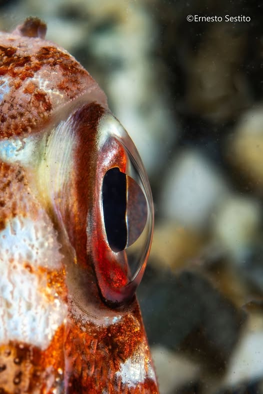 Octopus Eye