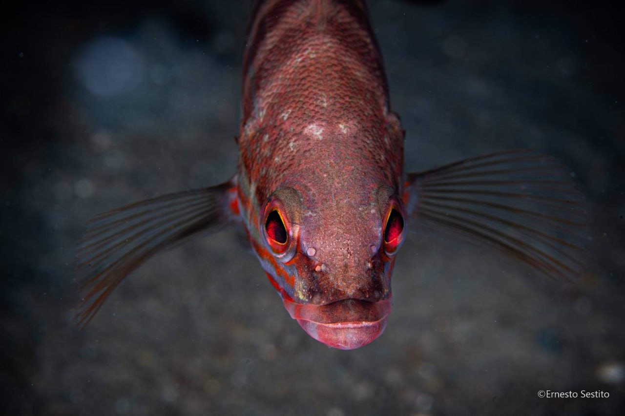 Cardinalfish Head-On