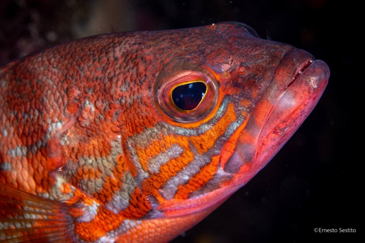 Cardinalfish Profile