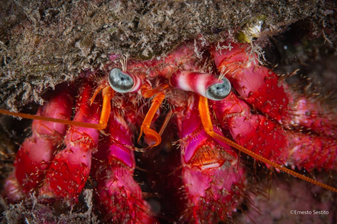 Hermit Crab