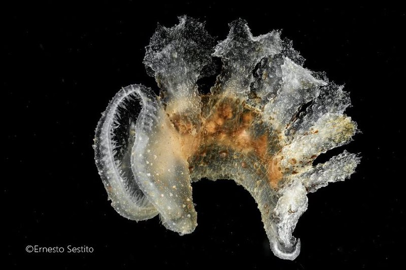 Pelagic Tunicate