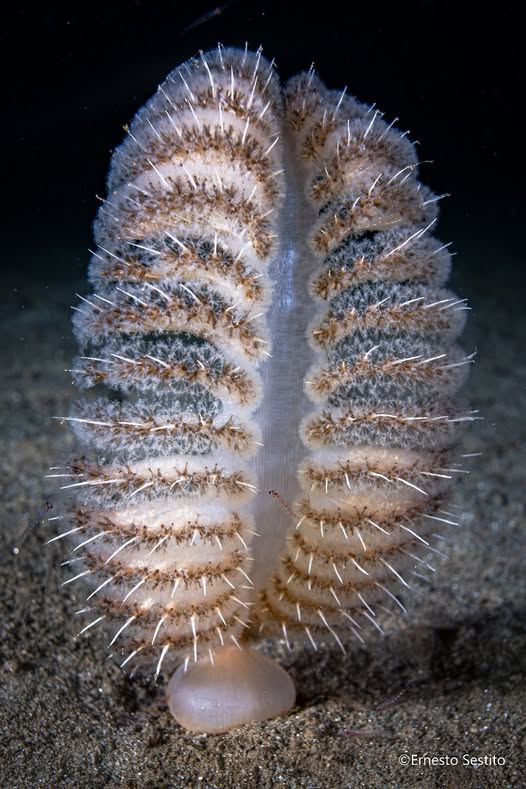 Sea Cucumber Feeding