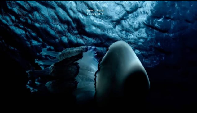 Stingray from Below