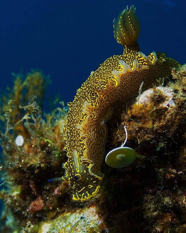 Cup Coral