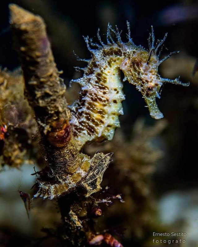 Bearded Fireworm