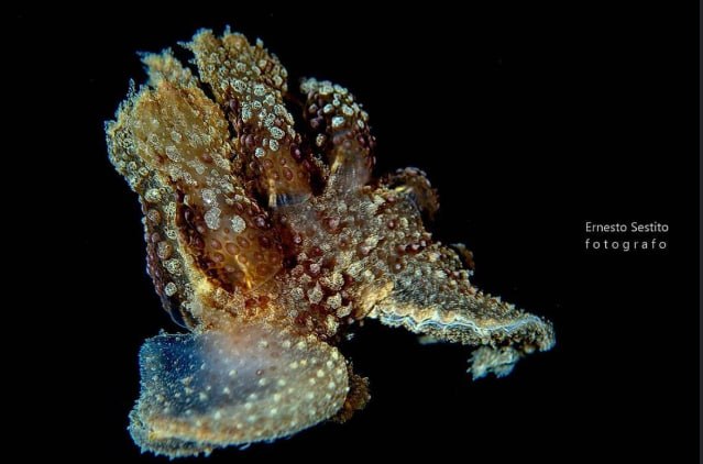 Sea Hare Swimming