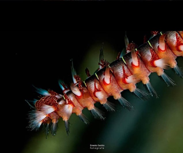 Purple Flabellina