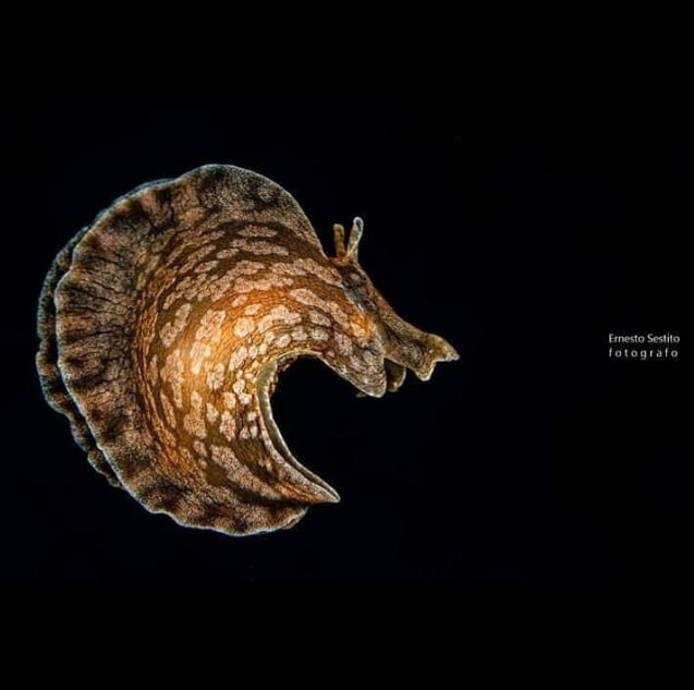 Barrel Jellyfish