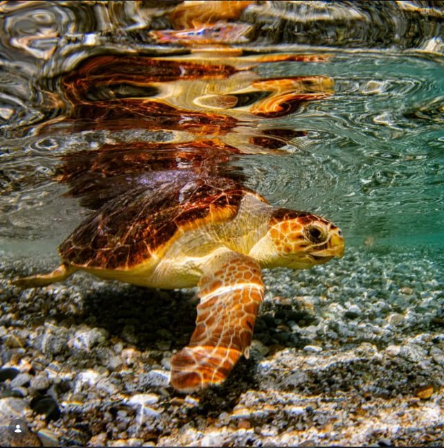 Red Seahorse